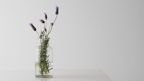 video de flores de lavanda en un jarrón de vidrio con espacio de copia sobre un fondo blanco