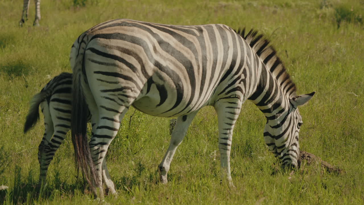 In the tall grasses of the African savannah, a zebra forages peacefully, with her baby on her side, its striking black-and-white stripes blending seamlessly into the lush landscape.