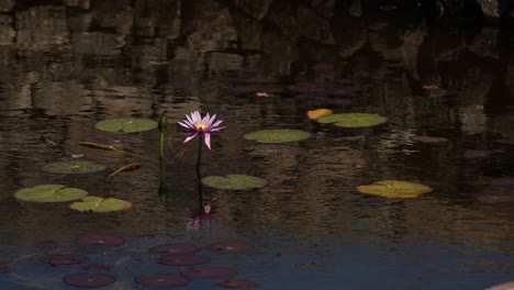 el lapso de tiempo de una flor de loto que florece en un estanque