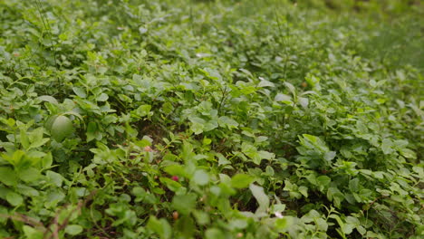 berry bushes moves calmly with the wind