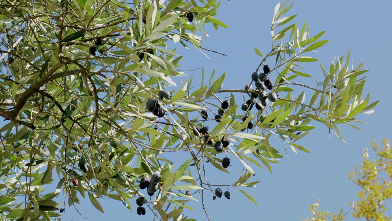 A bunch of odd looking fruits on a tree