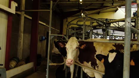 shot of the cow's in the milking system