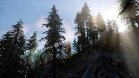 sun beams through trees