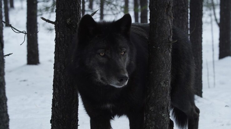 Al percibir un sonido distante, un lobo negro avanza entre troncos delgados en un bosque nevado, investigando.