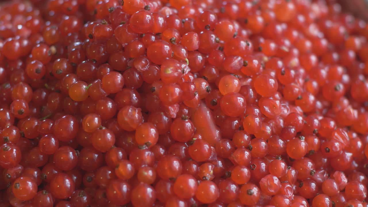 수확된 레드커런트 붉은 건포도 열매를 닫습니다