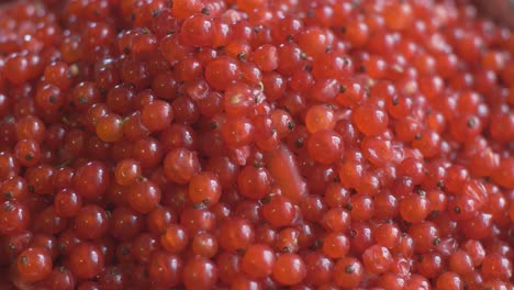 close up of harvested redcurrant red-currant berries