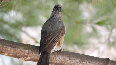 el bulbul asiático de orejas marrones limpia las plumas encaramadas - primer plano de la vista posterior