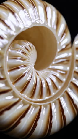 close-up of a spiral seashell