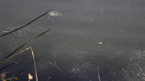 two turtles slip under the water of a golf course water hazard, fountain hills, arizona