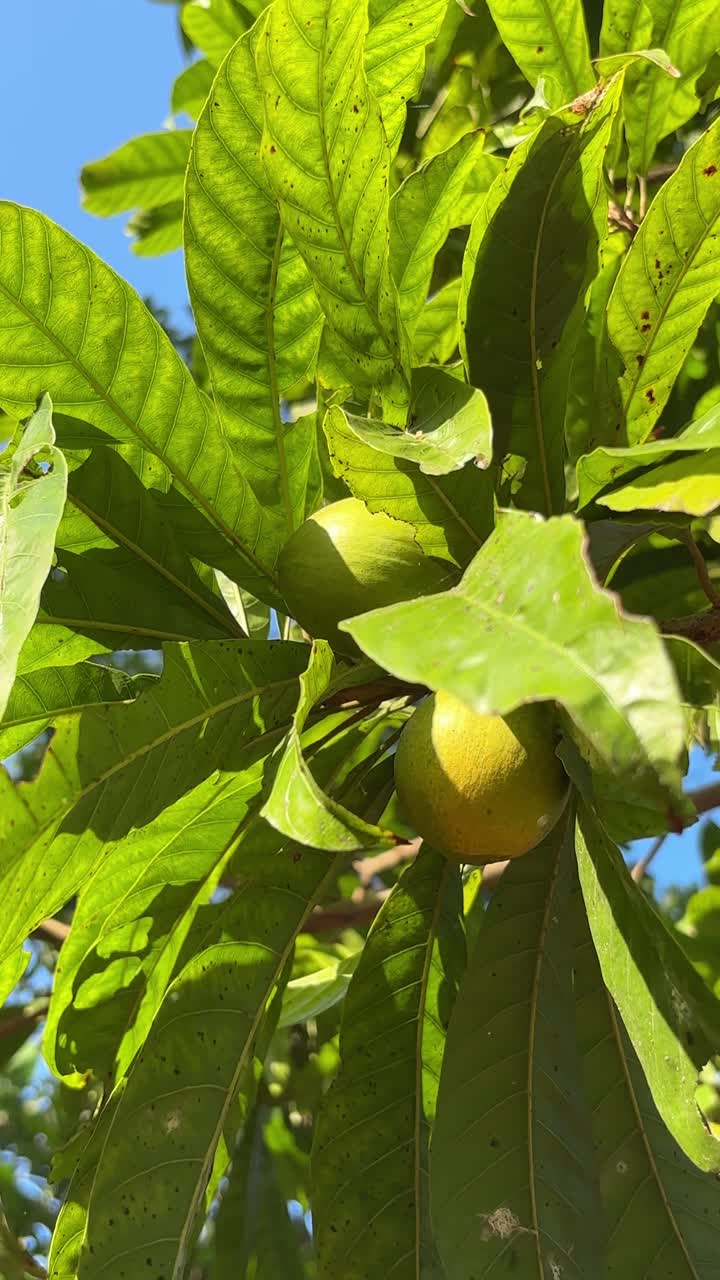 Foglie verdi vibranti e frutti acerbi su un albero alla luce del sole.