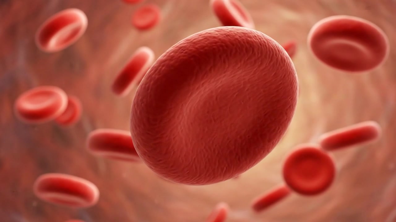 Microscopic view of human red blood cells circulating in blood vessels