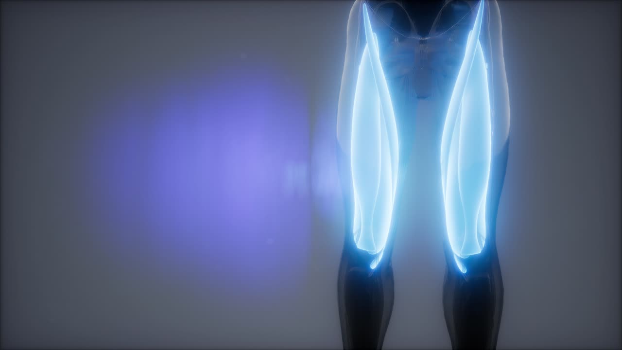 허 ⁇ 지 근육 - 눈에 보이는 근육 해부학 지도