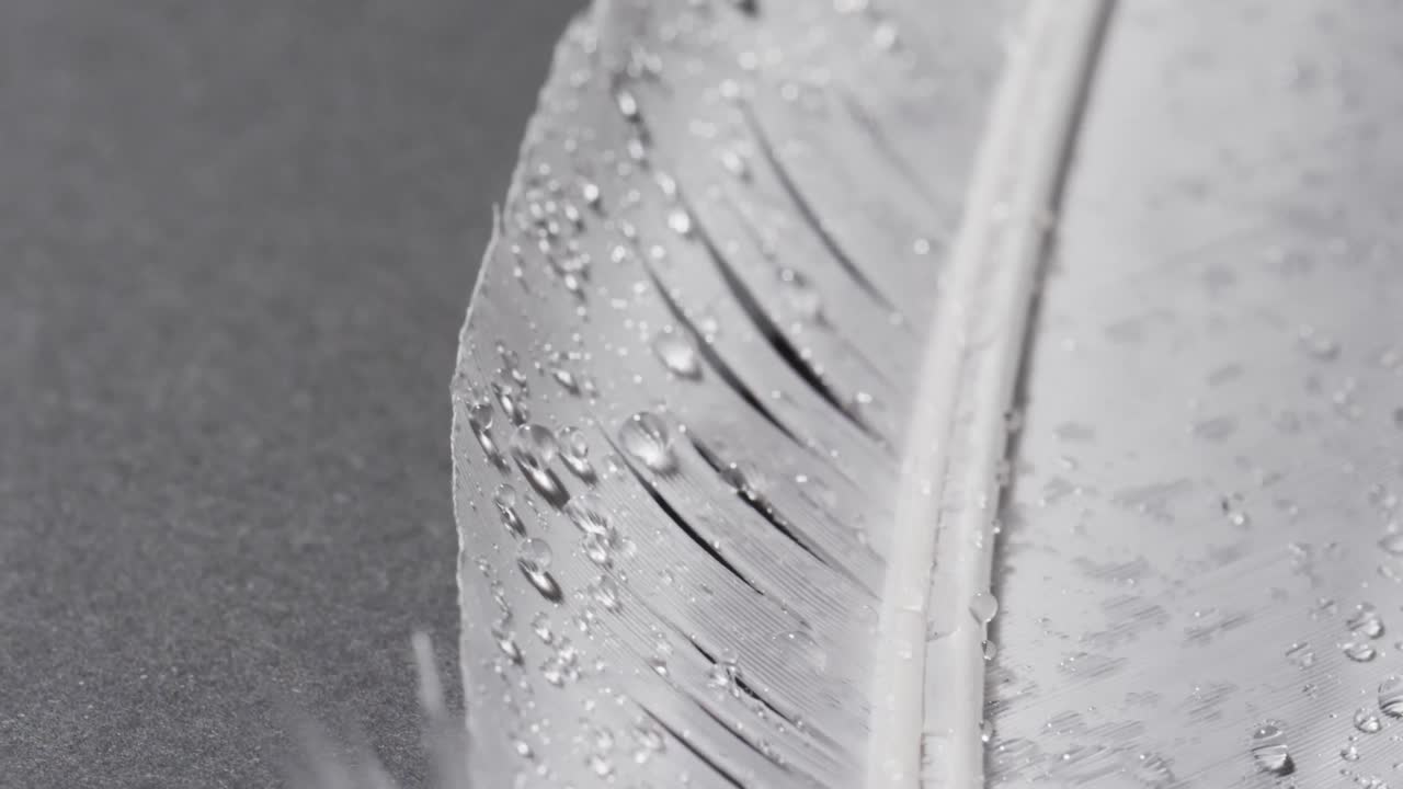 micro vídeo de primer plano de una pluma con espacio de copia en un fondo gris