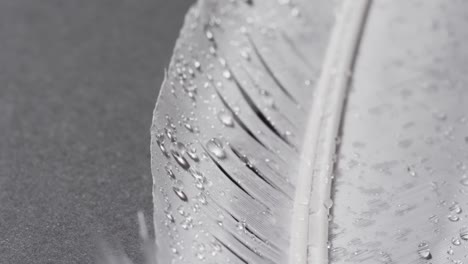 Micro-video-of-close-up-of-feather-with-copy-space-on-grey-background