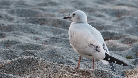 a curious new zealand black-billed gull explores a sandy beach