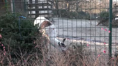 잔디를 먹는 라마 (tierpark neukölln, 베를린)