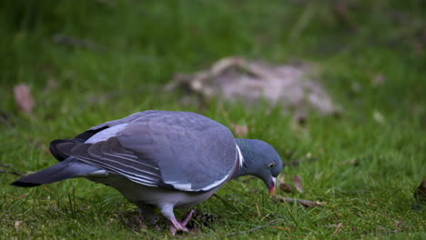 una paloma torcaz en busca de comida