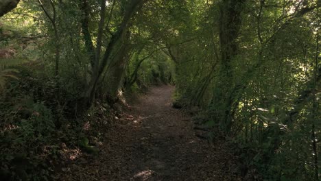 dense mossy forest with narrow trails near sisalde in arteixo, galicia spain. pullback shot