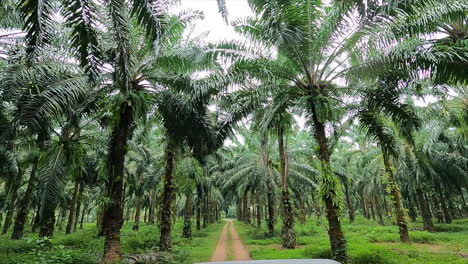 Crossing-an-amazing-palm-tree-park-in-Thailand