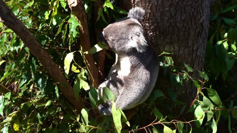 Cute-fussy-eater-koala,-phascolarctos-cinereus-spotted-hanging-on-the-tree,-eating-eucalyptus-leaves-under-bright-sunlight-with-eyes-closed-at-wildlife-sanctuary,-Australian-native-animal-species