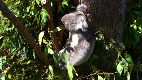cute fussy eater koala, phascolarctos cinereus spotted hanging on the tree, eating eucalyptus leaves under bright sunlight with eyes closed at wildlife sanctuary, australian native animal species