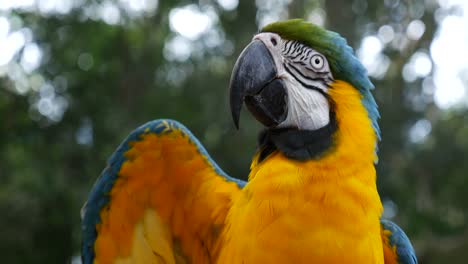 parrot macaw on nature background