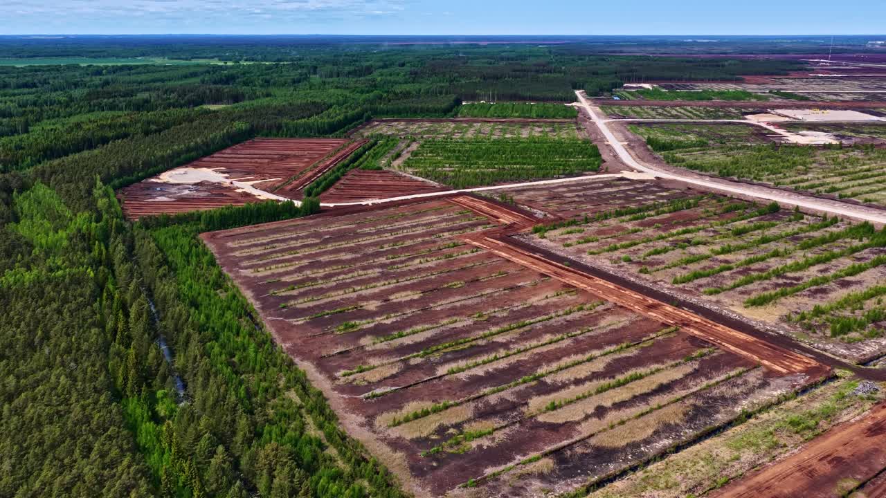 Vista aérea de dron de una plantación forestal con claros, mostrando hileras de árboles estructuradas, patrones naturales y contraste en el uso del suelo, capturando la textura ambiental y el paisaje rural desde arriba