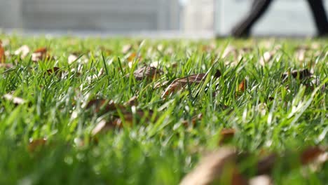 green grass with fallen leaves