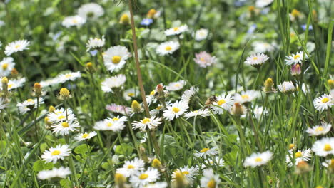 Campo-De-Margaritas-Con-Una-Abeja-Primavera-Francia-Día-Soleado