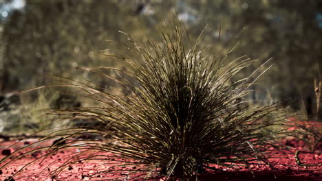 Australischer-Busch-Mit-Bäumen-Auf-Rotem-Sand