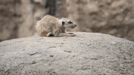 young meerkat in herd, sitting on rock and learning from others