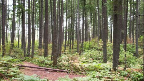 Tall-pine-forest-and-ferns