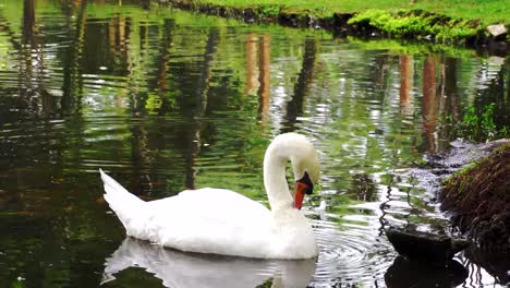 Hermoso-Cisne-Blanco-En-El-Estanque