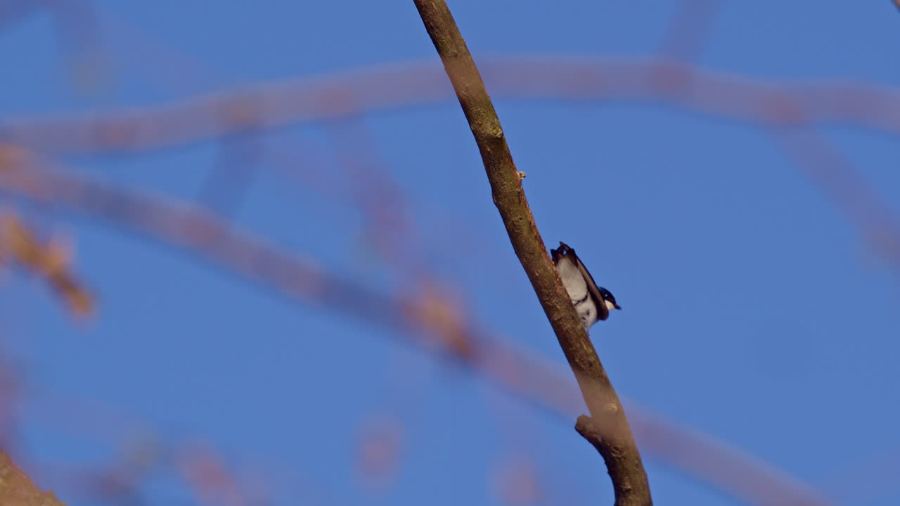 Mesmerizing footage of purple martins in aerial romance, slowed for clarity.