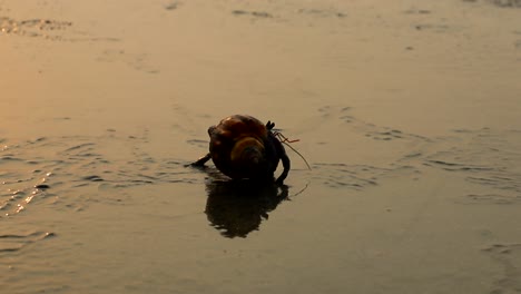 Ein-Einsiedlerkrebs,-Der-Während-Der-Goldenen-Stunde-An-Einem-Meeresstrand-Spazieren-Geht-2