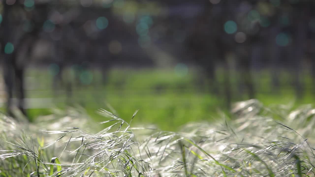 부는 풀과 트렐리스 포도 덩굴의 선택적 랙 포커스 샷을 닫습니다.