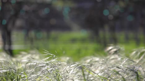 Nahaufnahme-Selektiver-Rack-Fokus-Aufnahme-Von-Wehendem-Gras-Und-Spalier-Weinreben