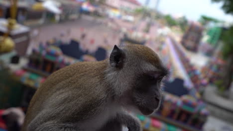 slow motion close up of a macaque long-tailed monkey with the batu cave stairs in the background