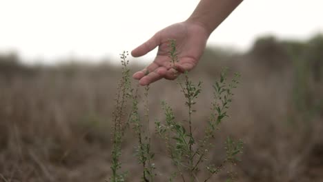 A-hand-gently-touches-wild-plants-in-a-dry-field-at-dawn