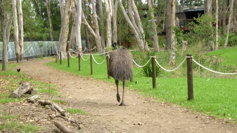 el emu en australia caminando en un parque de conservación del zoológico