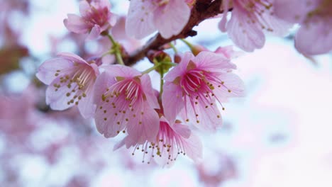 close-up of pink cherry blossoms