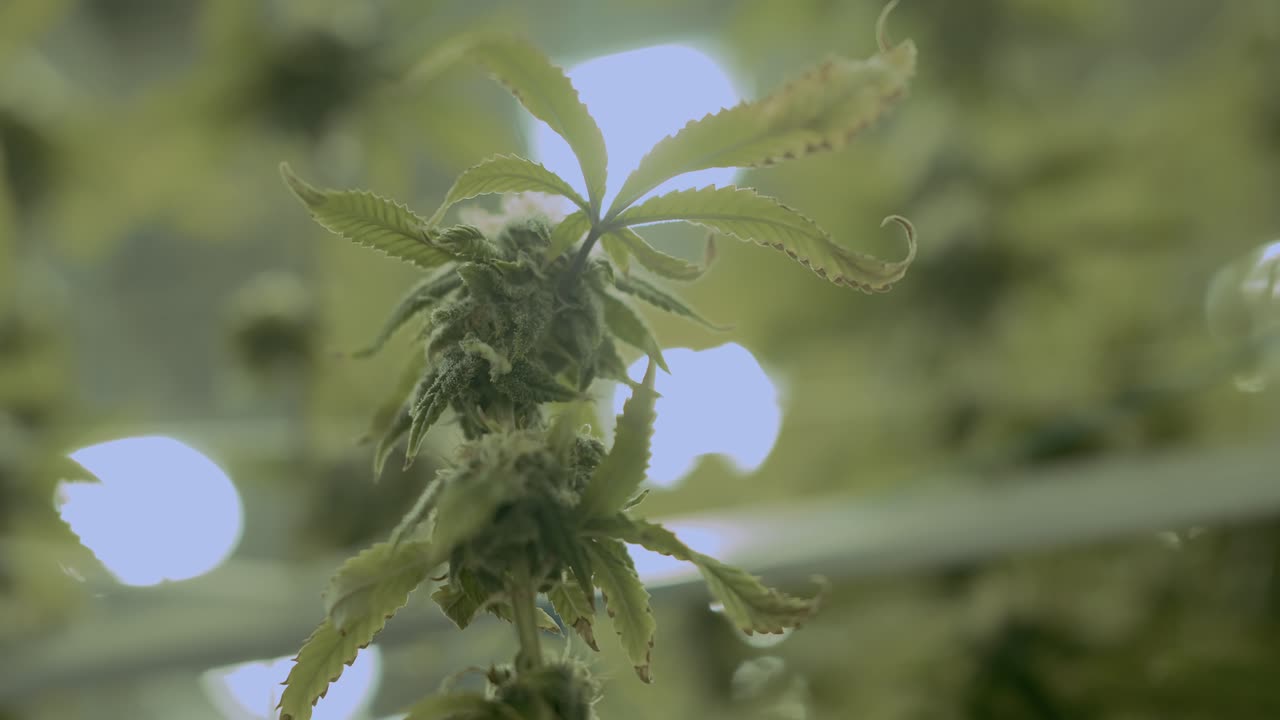 대마초 -  ⁇  잎 꽃