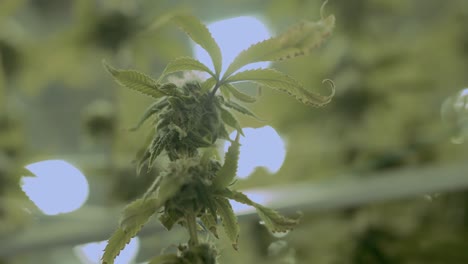 marihuana - flor de la hoja del capullo