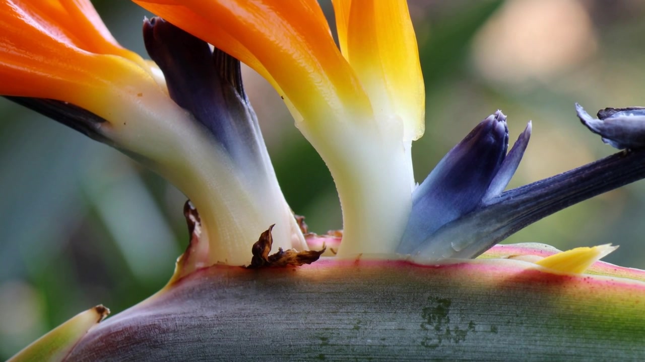 Obiettivo con messa a fuoco variabile che rivela il dettaglio di un bocciolo viola per la sua trama su un fiore di strelitzia, in macro nel giardino.