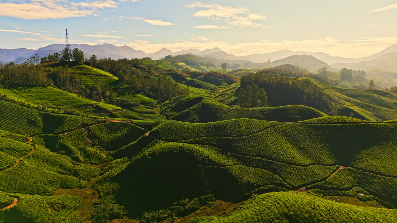 Aerial flyover sunlit tea plantations of Munnar hills, sunrise in Kerala, India