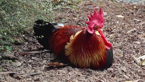 red crowned rooster dust bathing