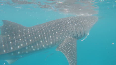 Cinematic-close-up-shot-of-a-whale-shark-underwater-in-clear-blue-waters-in-slow-motion,-120fps,-4k,-Slomo