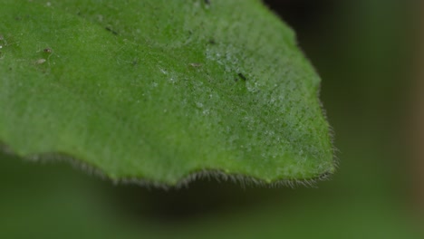 primer plano de una hoja de planta
