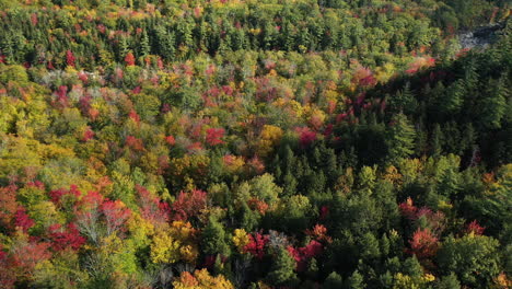 Vista-Aérea,-Espeso-Bosque-Vívido-Con-Colorido-Follaje-Llamativo-En-El-Soleado-Día-De-Otoño