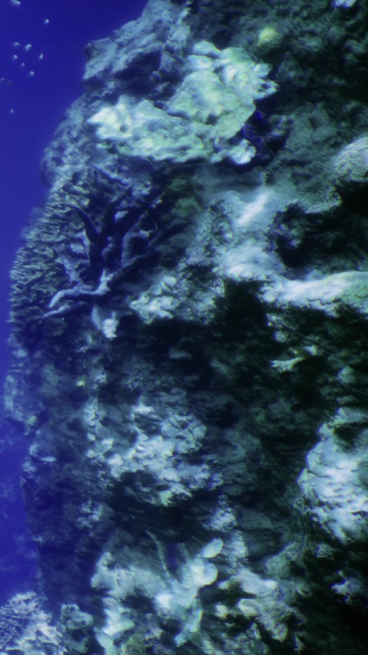 Coral reef ecosystem viewed underwater with various marine life